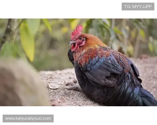 开云棋牌官网登录流程详解及常见问题解决方案让你轻松畅玩棋牌游戏平台